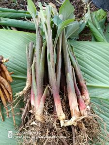 กระขายต้นพันธุ์สำหรับนำไปปลูก 50 ต้น 35 บาท