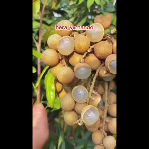 Bibit Kelengkeng Diamond Sudah Berbunga Hasil Okulasi