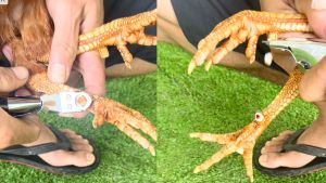 Kìm Inox Cắt Cựa Gà Tre + Nòi (1kg-3kg) Cao Cấp Nhập Khẩu