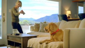 Petmate Brandon Mcmillan Shake & Break Dog Training Tool  เชคแอนด์เบรค อุปกรณ์ฝึกสุนัข