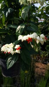 ต้นมังกรคาบแก้ว (Bleeding Heart Vine) #พวงเงิน #หัวใจแตก #พวงแก้ว