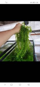💥HYDRILLA FRESH DARI LADANG1KG