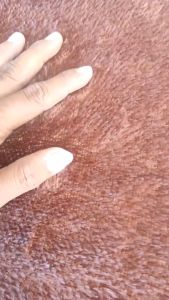 Kasur Lipat Lantai Bulu Rasfur FULSET: Pilihan Tepat untuk Keluarga