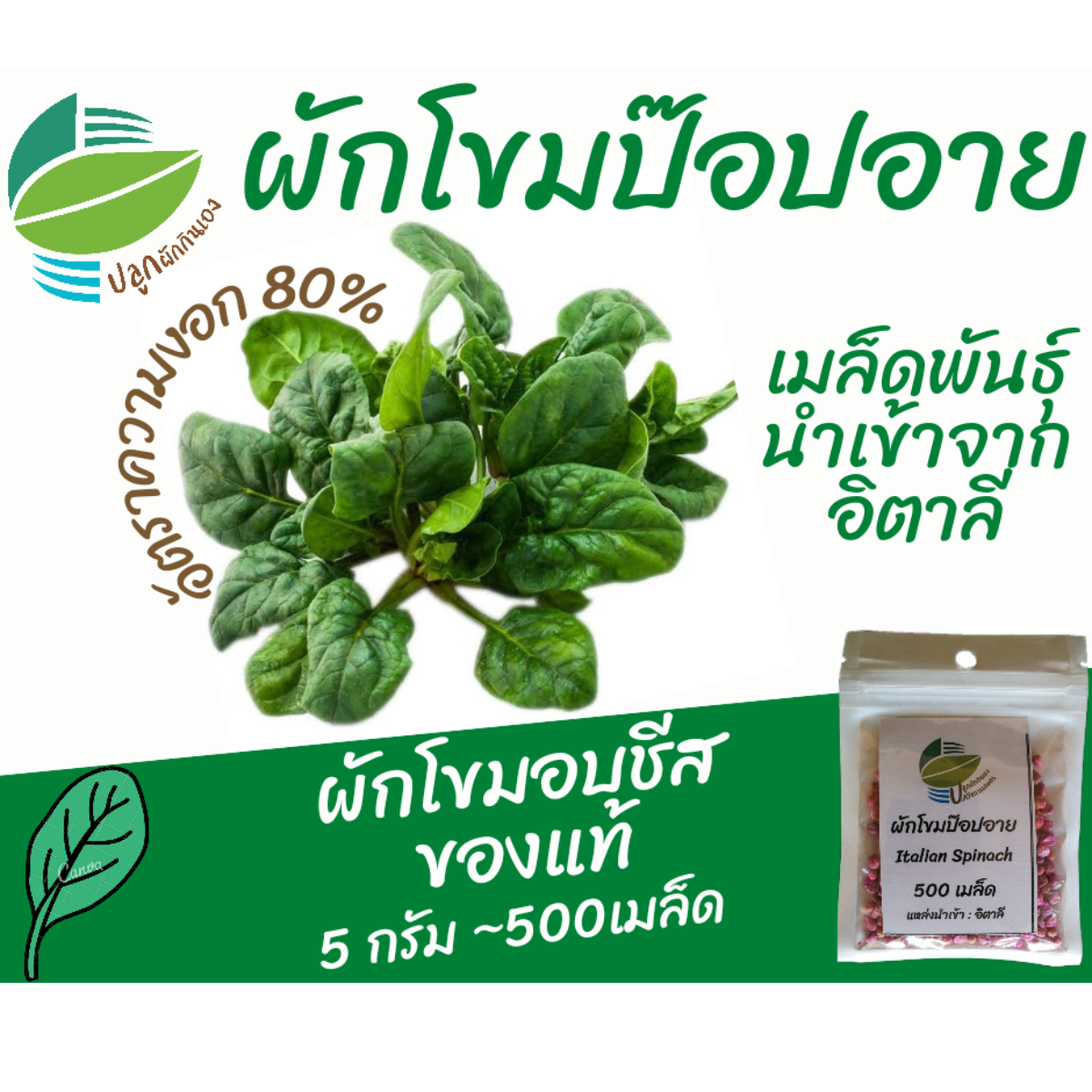 เมล็ด ผักโขม 500 เมล็ด ผักโขมอบชีส ผักโขมป๊อปอาย นำเข้าจากอิตาลี เมล็ด ผักโขม 500 เมล็ด ผักโขมอบชีส ผักโขมป๊อปอาย นำเข้าจากอิตาลี