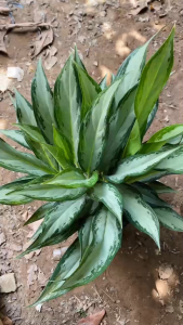 Chậu cây Giữ Tiền - Tổng thể tầm 40-50 cm - Kiểng lá mang tài lộc!