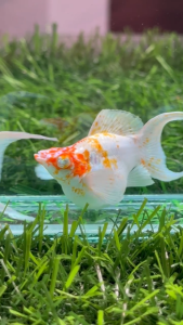 Sakura Tancho Balloon Lyretail Diamond Eyes Fancy Molly Fish - 1 Pair - Premium Aquarium Pet Supplies