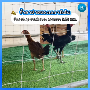 ส่งฟรี!!รั้วตาข่ายรุ่น HJ ช่องถี่ล่างห่างบน ลวดหนา 2.50 มิล ชุบกัลวาไนซ์แบบจุ่มร้อน ความยาว 30-50 เมตร ความสูง 1.20 เมตร ล้อมสวน ล้อมฟาร์ม กันพื้นที่ ผลิตในไทย