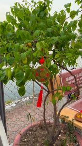 Gương bát quái phẳng tiên thiên trấn trạch nhà cửa văn phòng công ty vật phẩm phong thủy