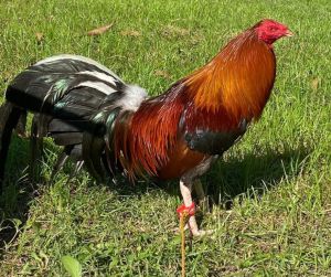 TRẠI GÀ THÀNH ĐÔNG LONG AN . TRỨNG GÀ GIỐNG LỚN KÝ  .10 TRỨNG GÀ NÒI ẤP NỞ CON GIỐNG . TẶNG THÊM 02 TRỨNG .