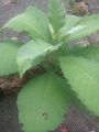 Daun sembung Segar/Blumea Balsamifera Segar Obat Herbal Paling Ampuh. 