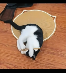 Cotton rope woven cat scratching mat toy ball integrated HEALTHY HABITS EASY TO CLEAN & HYGIENIC durable scratch-resistant DURABLE & LONG-LASTING wear-resistant washable pet mat