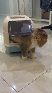 HM-ห้องน้ำแมว 2 in 1 พร้อมที่ตักทราย ห้องน้ำแมวทรงโดม มีฝา ทราย กระบะทรายแมว 2 ชั้น