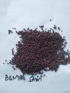 bibit benih sawi ceisim/sawi mie isi 1000 gr
