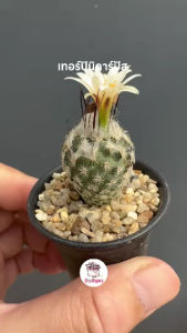 เทอร์บินิคาร์ปัส Turbinicarpus dickisoniae แคคตัส กระบองเพชร cactus&succulent