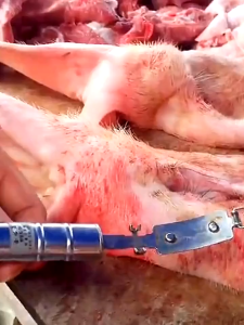 มีดโกนขนหมู ที่ขูดขนหมู ที่ขูดขนหมูสแตนเลสแถมใบมีด 🚩มีพร้อมส่ง