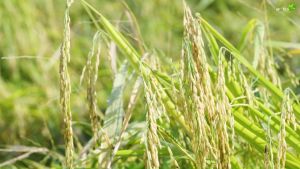 ชุดบำรุงผลผลิต เอฟอช Aforch น้ำหนักผลดี ผลใหญ่ใหญ่ รสหวาน ขั้วเหนียว แป้งเยอะ ซีโฟร ชุดเล็ก (สารจับใบ 100 ซีซี + ซีโฟ 500 ซีซี)