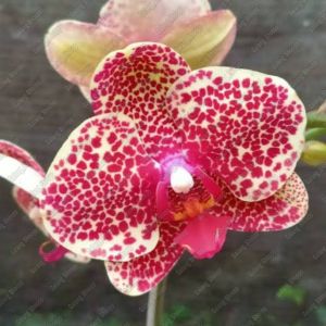 ANGGREK BULAN PREMIUM LEOPARD MERAH NOVELTY ANGBUL TAIWAN IMPOR WARNA KOLEKSI KONDISI KNOP MEKAR