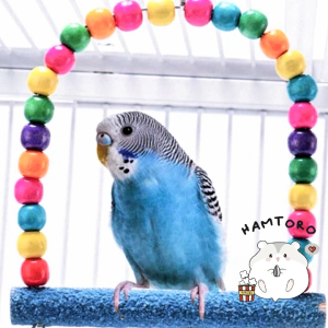 Hamtoro Ayunan Tangkringan Burung Premium Lovebird Sugar Glider