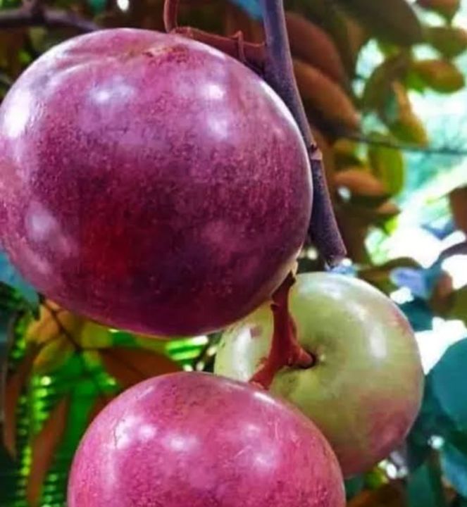 (ต้นเเอปเปิ้ลสตาร์) หรือ (บักยางบ้าน) กินผลได้ ปลอดสารพิษ ต้นกล้า ...