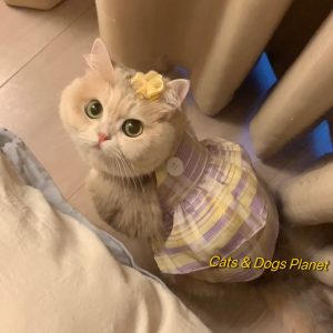 Mint Same Style Dress Cat Dog Spring and Summer Double Layer Tartan Skirt Gold Gradually Layer Muppet Teddy Thin Clothes