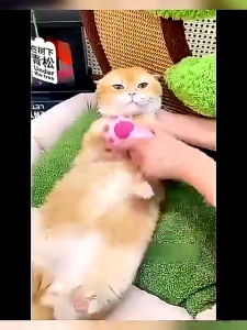 Steam Cat Brush Dog Brush Indoor 3 in 1 Cat Hair Removal Dog Steam Brush Massage Pet Grooming