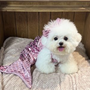 Bộ Đồ Bướm Cá Mập Dễ Thương Cho Chó Chụp Ảnh Trang Phục Phụ Kiện Quần Áo Mèo Mũi Trai Phụ Kiện Thời Trang Cho Thú Cưng