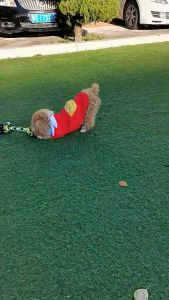 Mainan Gigitan Kucing Tali Kepang Anjing Gigitan Kucing Mainan Pet Toys Dog Toys Tali Gigit Cat Dog