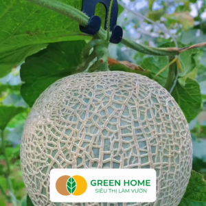 Hạt Giống Dưa Lưới Ruột Xanh Lai F1 Greenhome Gói 10 Hạt Dễ Trồng Quanh Năm Nảy Mầm Cao T28