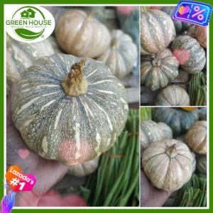 Green House® - Mini Squash Lagkitan Seeds for Planting Vegetable Plants (20 Seed) Dwarf Kalabasa F1