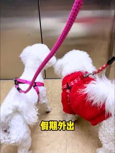 Cocoyo | Pet Diapers For Dogs and Cats
