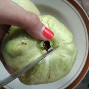 Bibit jambu kristal unggul siap berbuah