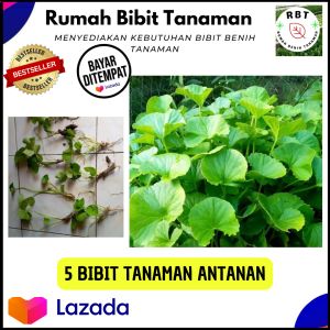 Paket 5 Pcs  Bibit Pegagan Daun Kasar  / Daun Antanan