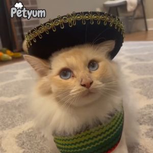 PetYum Cat Dry Food Seafood Feast 1kg - PetMate all life stage cats kittens healthiest kibble kibbles pet pets