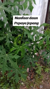 Daun Pepaya Jepang Segar 1 kg / Daun Pepaya Jepang  Segar 500 gram Alami