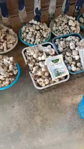 วิตามินเห็ดฟาง บิ๊กโฟล์ค บำรุงดอกเห็ด โตไว หัวแน่น น้ำหนักดี บานช้า ไม่ยุบ ไม่ฝ่อ 100 ก./ซอง