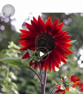 Benih Bunga Matahari Maroon (20 Seeds )/紫红向日葵花籽 / Velvet Sunflower Seeds