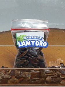 Benih Lamtoro Unggulan Berkualitas bibit biji repack sayuran sayur petai cina hidroponik hydroponik