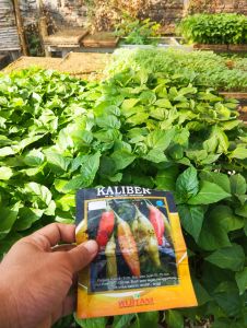 benih cabe rawit setan kaliber paket combo 100 batang siap tanam