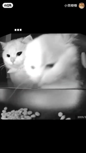 SG【Ready Stock】Remote Video Monitoring Smart Feeder Smart Vision Pro 5L Pet Feeder Dual Stainless Bowls