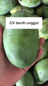 Bibit Mangga Manalagi Super Hasil Okulasi