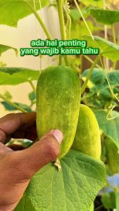INFARM- Benih Bibit super Bibit Mentimun Benih Biji Buah Timun Biji Mentimun Benih Buah Buahan Mentimun