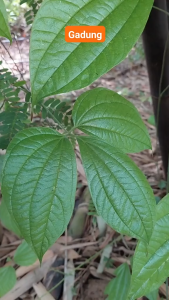 Daun Gadung Segar 500 gram / Daun Gadung Fresh 1 kg Alami Langsung Dipetik Dari Kebun