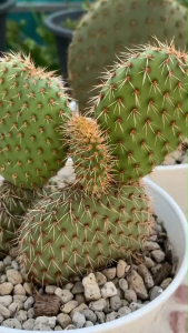 หมีแดง โอพันเทีย Opuntia pycnantha กระบองเพชร แคคตัส cactus แพตตัดสด 1 ใบ ไม้สวยแปลกหายากน่าสะสมสามารถปลูกแตกใบใหม่ได้ง่าย ขนาดใบ 8-12CM