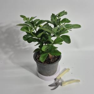 KTgarden ต้นพุดซ้อน กระถาง 5.5นิ้ว พุดซ้อน ต้นพุดซ้อนอินถวา