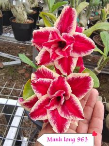 Adenium kemboja bonsai ID:963/富贵花