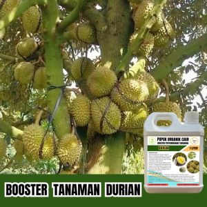 Pupuk Durian Cepat Berbuah Besar Subur Tidak Rontok 1 Liter Cair Organik Jagotani Yogyakarta
