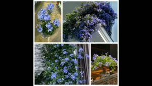 Cây thanh xà hoa chùm trang trí ban công có sức sống tốt sức sinh trưởng rất nhanh và dễ chăm sóc ít bị sâu bệ.nh hại