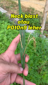 1 KOTAK FUNGISIDA BLASGONE 75WP