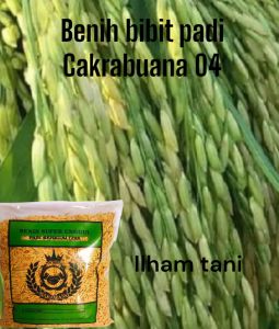 BENIH BIBIT PADI CAKRABUANA 04 1KG