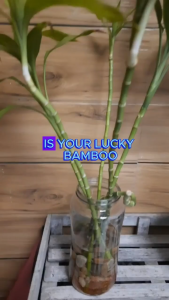 lucky bamboo brings luck into your house